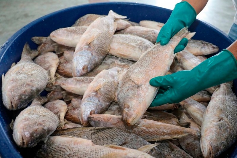 Prefeitura de Itabela realiza entrega de 7 mil quilos de peixe da Semana Santa nesta quinta (2)