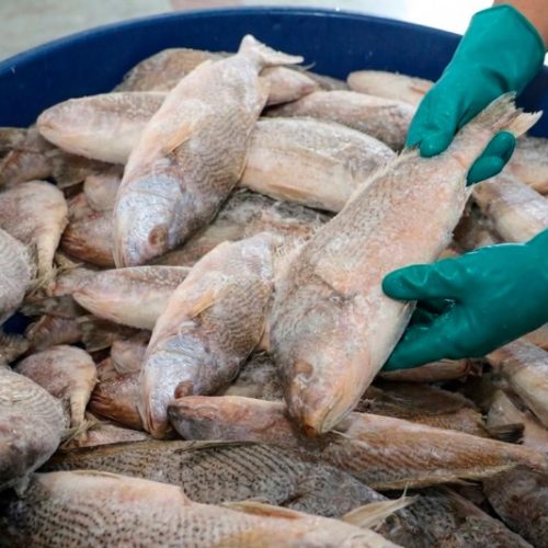 Prefeitura de Itabela realiza entrega de 7 mil quilos de peixe da Semana Santa nesta quinta (2)