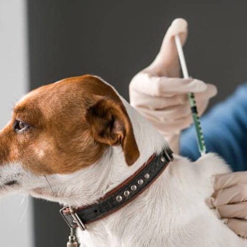 Dia D de Vacinação Antirrábica para cães e gatos em Itabela acontece neste sábado (13)