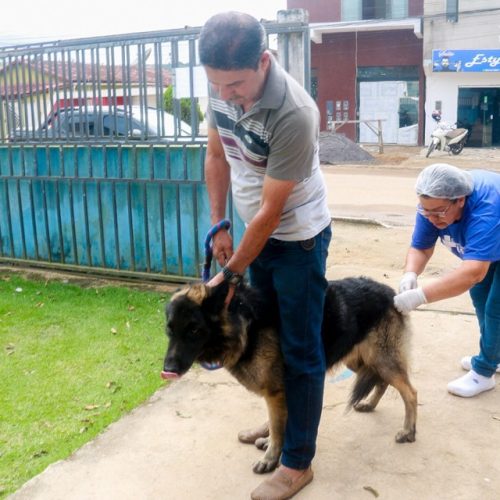 Prefeitura de Itabela promove Dia D da Vacinação Antirrábica para cães e gatos no dia 15 de agosto